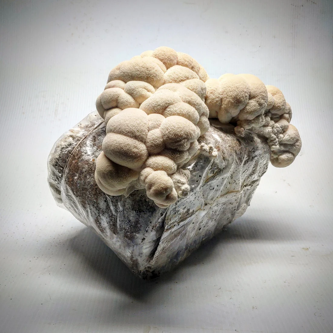Lion's Mane